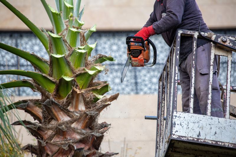 Local Palm Tree Pruning pros at work