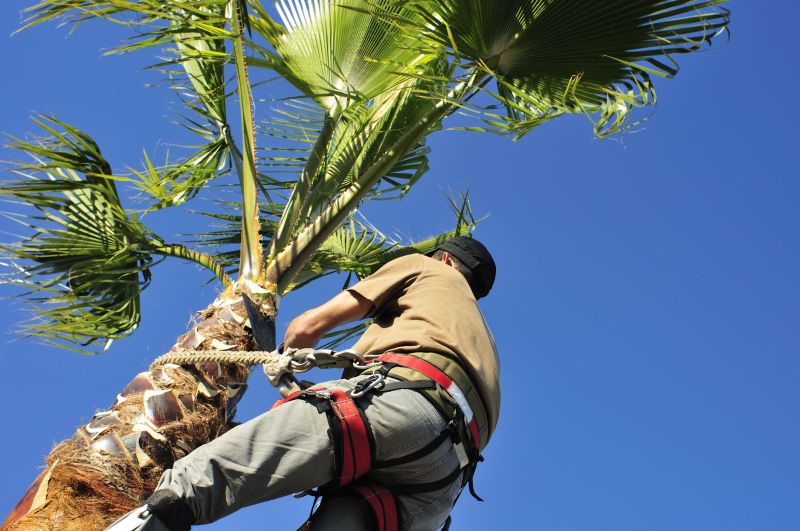 palm tree pruning