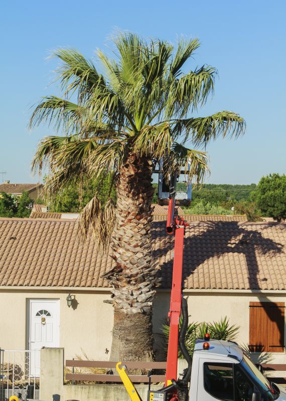 Palm Tree Pruning