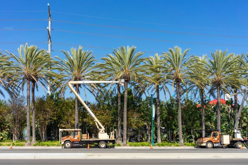 Local Tree Service Companies