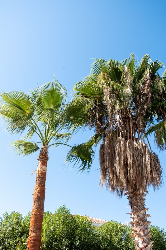 palm tree pruning